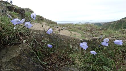 Harebell