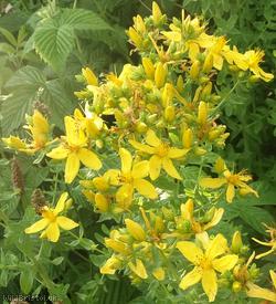 image for Perforate St John's-wort
