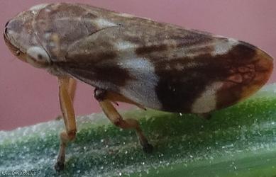 image for Common Froghopper
