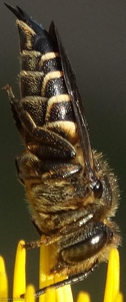 Dull-vented Sharp-tailed Bee