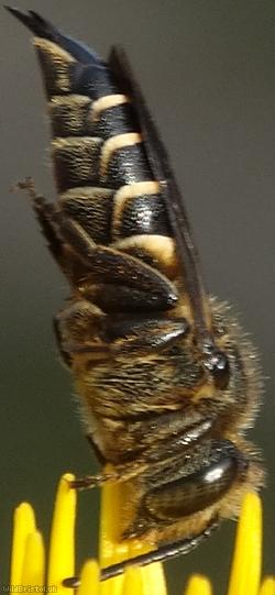 Dull-vented Sharp-tailed Bee