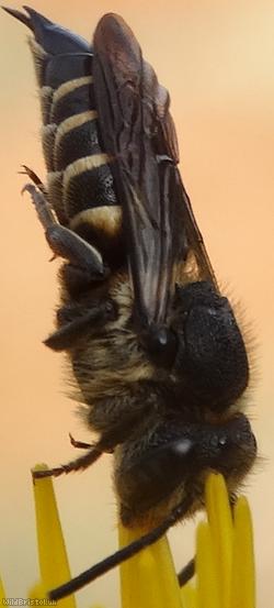 image for Dull-vented Sharp-tailed Bee