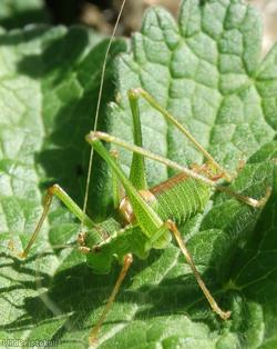 Speckled Bush-cricket