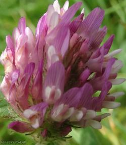 Red Clover