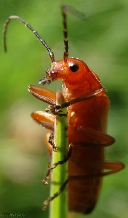 image for Common Red Soldier Beetle