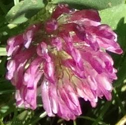 Red Clover