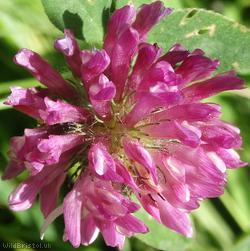 Red Clover