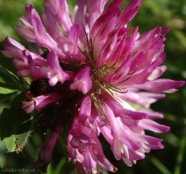 Red Clover