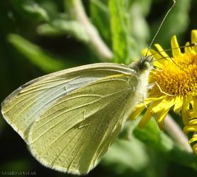 image for Large white