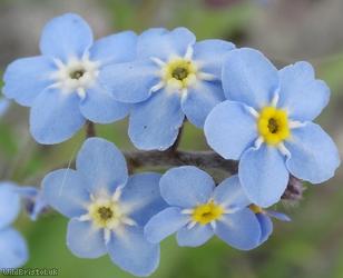 Wood Forget-me-not