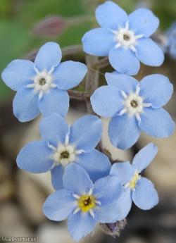 Wood Forget-me-not