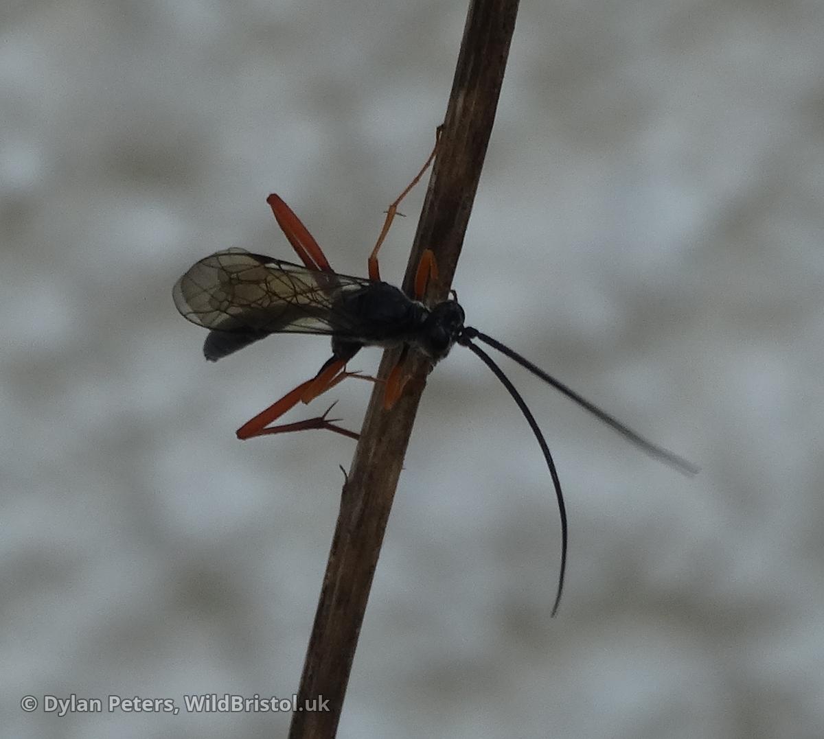 Black Slip Wasp (Pimpla rufipes) Species WildBristol.uk