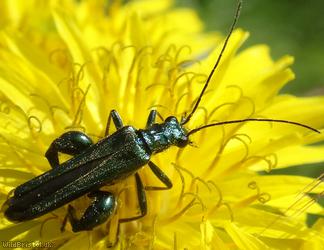 image for Thick-legged Flower Beetle