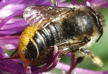 Patchwork Leafcutter Bee