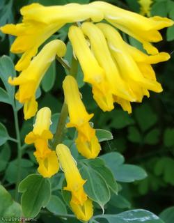 Yellow Corydalis