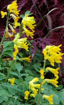 Yellow Corydalis