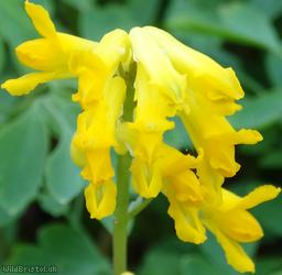 Yellow Corydalis