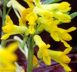 Yellow Corydalis