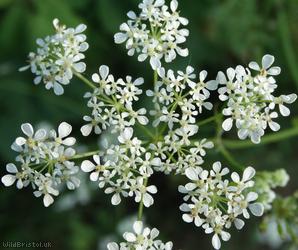 image for Cow Parsley