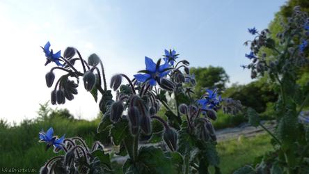 image for Borage