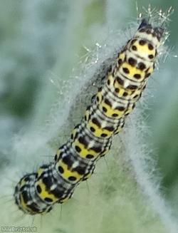 Mullein Moth