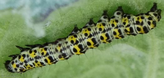 Mullein Moth