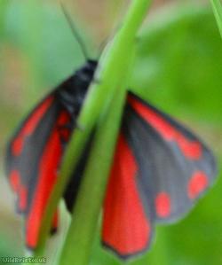 Cinnabar Moth