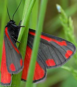 image for Cinnabar Moth