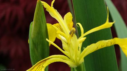 Yellow Flag Iris