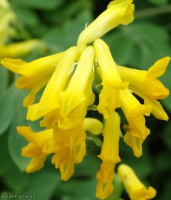 Yellow Corydalis