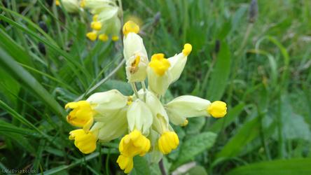 Cowslip