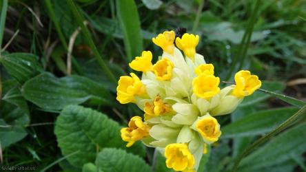 Cowslip