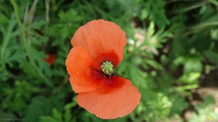 Common Poppy