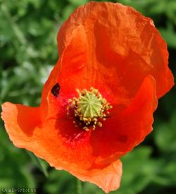 Common Poppy