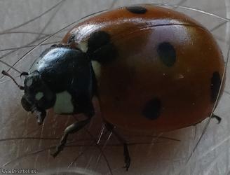 7-spot Ladybird