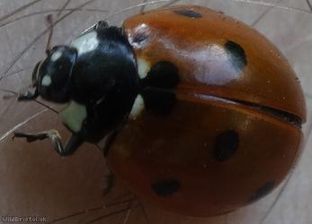 7-spot Ladybird
