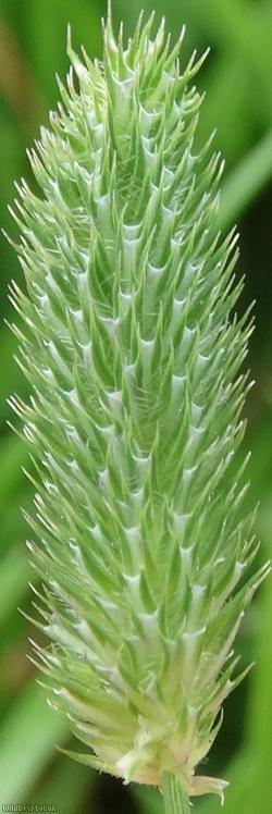 Smaller Cat's-tail