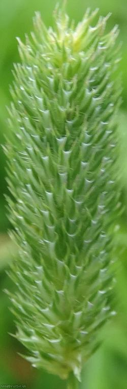 Smaller Cat's-tail