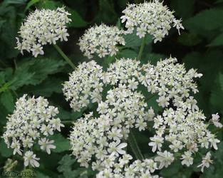 image for Common Hogweed