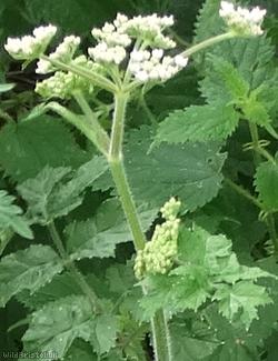 Common Hogweed