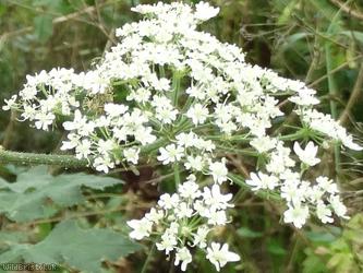 Common Hogweed