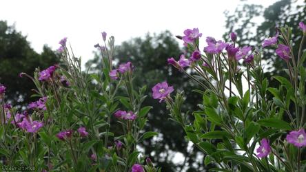 Great Willowherb