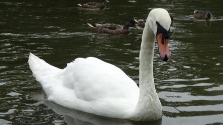 Mute swan