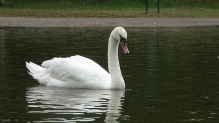 Mute swan