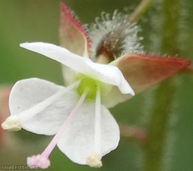 Enchanter's Nightshade