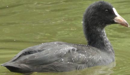 image for Coot