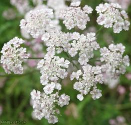 image for Upright Hedge-parsley