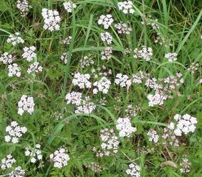 Upright Hedge-parsley