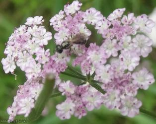 Upright Hedge-parsley