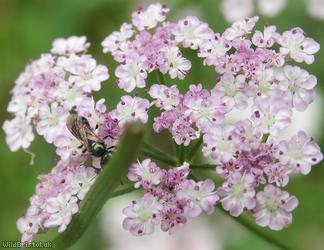 Upright Hedge-parsley